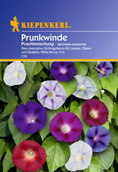 Kiepenkerl Prunkwinde Prachtmischung - Ipomoea purpurea