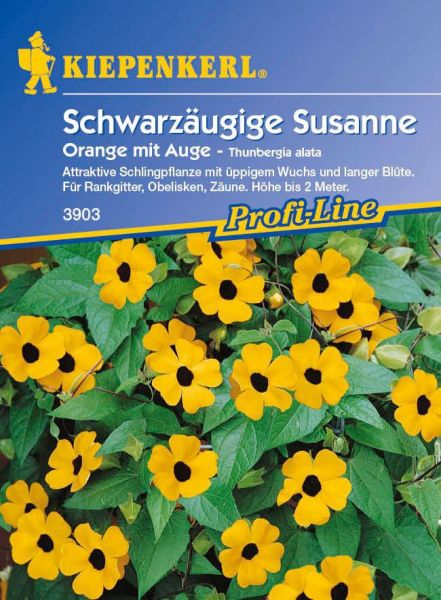 Kiepenkerl Schwarzäugige Susanne Orange mit Auge - Thunbergia alata