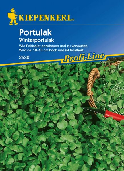 Kiepenkerl Portulak Winterportulak