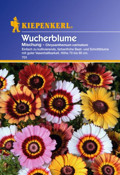 Kiepenkerl Wucherblume Mischung - Chrysanthemum carinatum