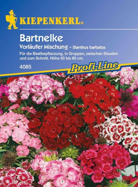 Kiepenkerl Bartnelke Vorläufer Mischung - Dianthus barbatus