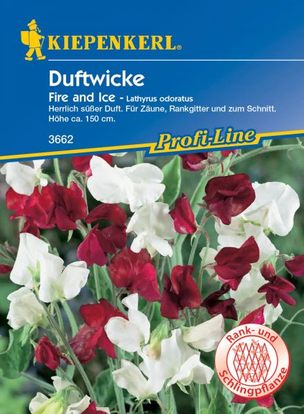 Kiepenkerl Duftwicke Fire and Ice - Lathyrus odoratus