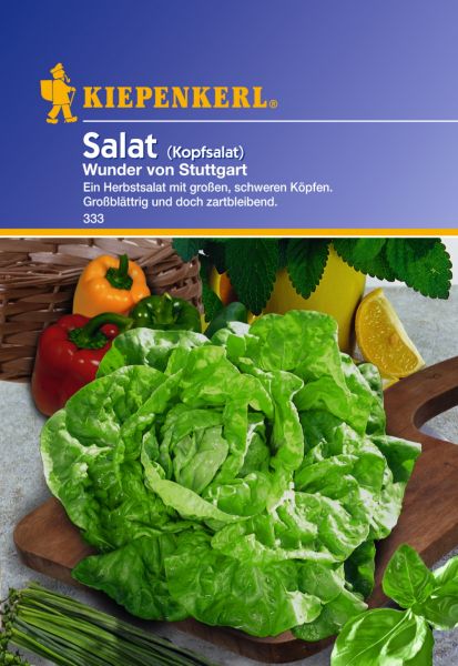 Kiepenkerl Salat (Kopfsalat) Wunder von Stuttgart