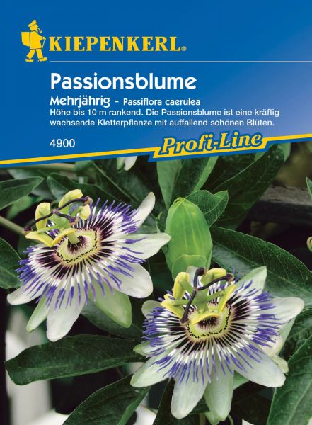 Kiepenkerl Passionsblume Mehrjährig - Passiflora caerulea