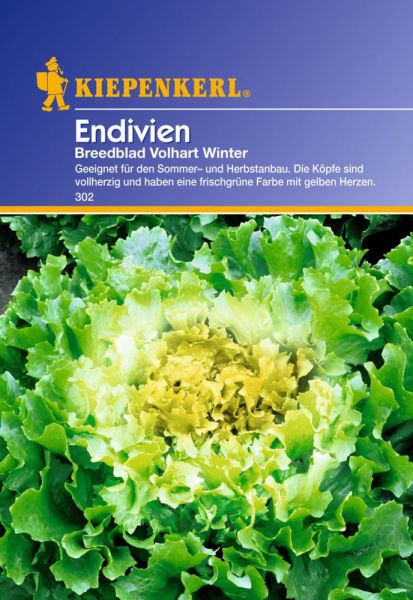 Kiepenkerl Endivien Breedblad Volhart Winter