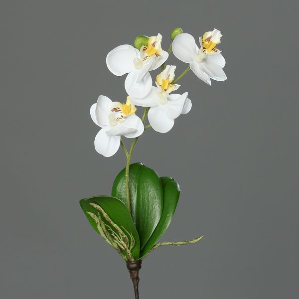 Mini Orchidee Phalaenopsis cream