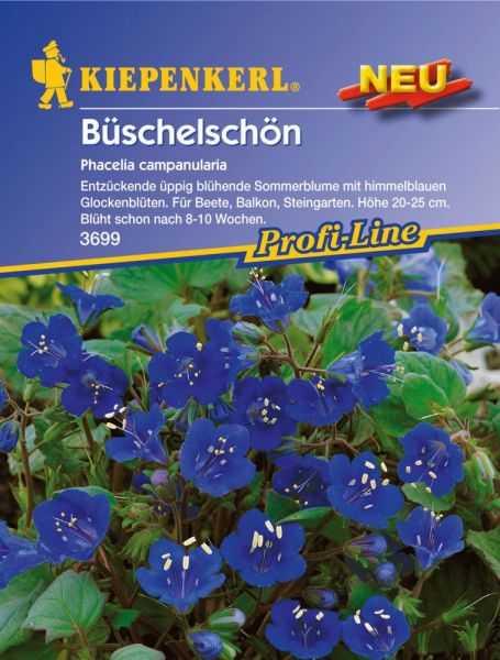 Kiepenkerl Büschelschön Phacelia campanularia
