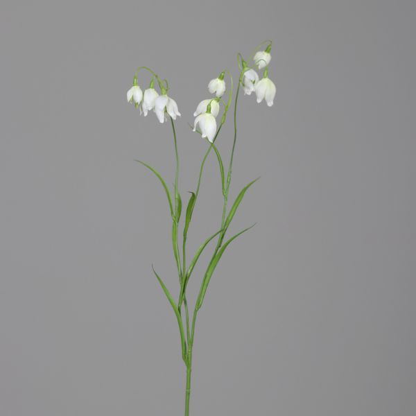 Märzenbecher, 72 cm