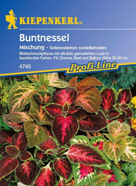 Kiepenkerl Buntnessel Mischung - Solenostemon scutellarioides
