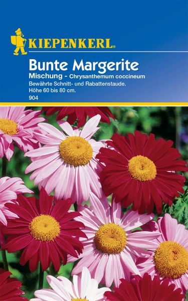 Kiepenkerl Bunte Margerite Mischung - Chrysanthemum coccineum