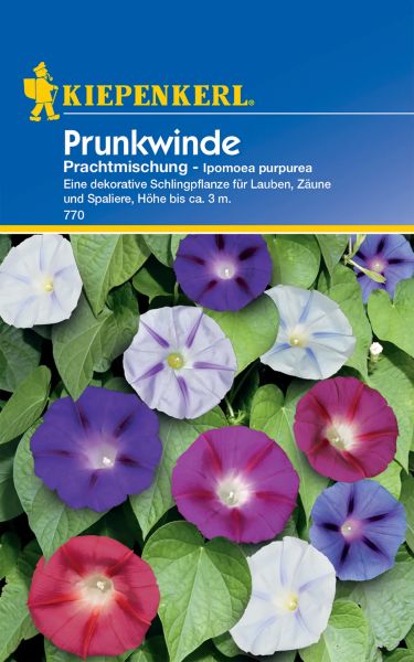 Kiepenkerl Prunkwinde Prachtmischung - Ipomoea purpurea