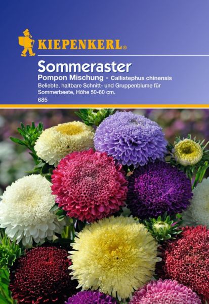 Kiepenkerl Sommeraster Pompon Mischung - Callistephus chinensis