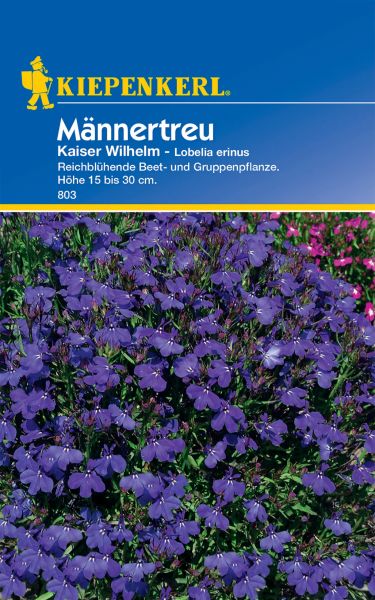 Kiepenkerl Männertreu Kaiser Wilhelm - Lobelia erinus