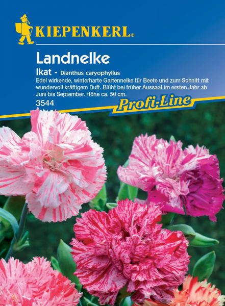 Kiepenkerl Landnelke Ikat - Dianthus caryophyllus