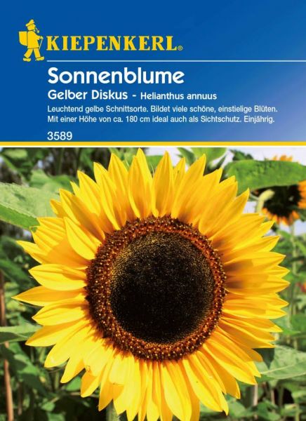 Kiepenkerl Sonnenblume Gelber Diskus - Helianthus annuus