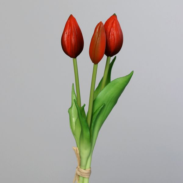 Tulpenbund red