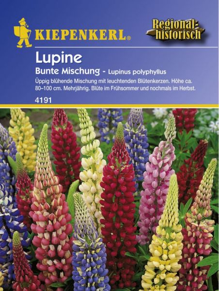 Kiepenkerl Lupine Bunte Mischung - Lupinus polyphyllus