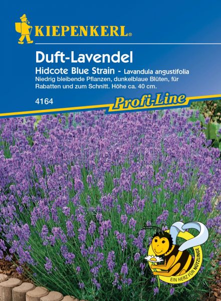 Kiepenkerl Duft-Lavendel Hidcote Blue Strain - Lavandula angustifolia