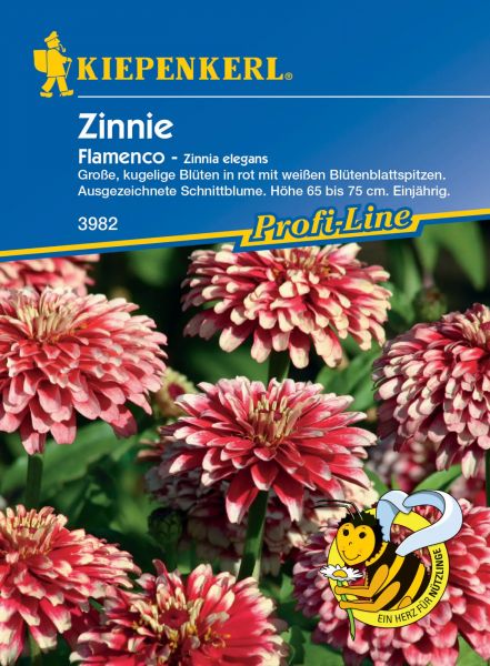 Kiepenkerl Zinnie - Flamenco - Zinnia elegans