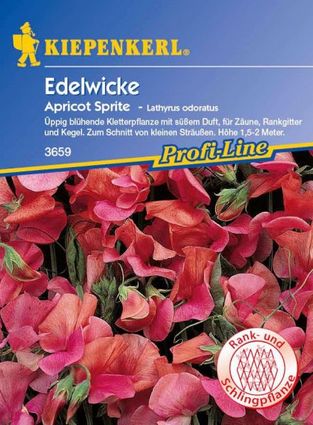 Kiepenkerl Edelwicke Apricot Sprite - Lathyrus odoratus