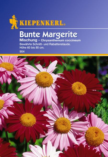 Kiepenkerl Bunte Margerite Mischung - Chrysanthemum coccineum