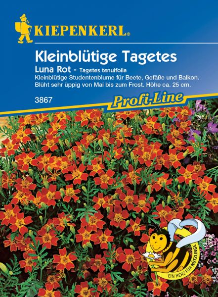 Kiepenkerl Kleinblütige Tagetes - Luna Rot - Tagetes tenuifolia