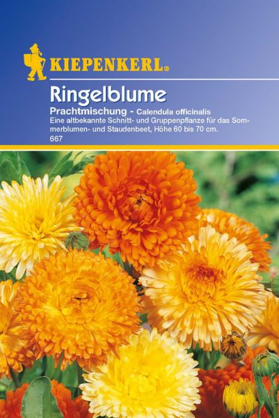 Kiepenkerl Ringelblume Prachtmischung - Calendula officinalis