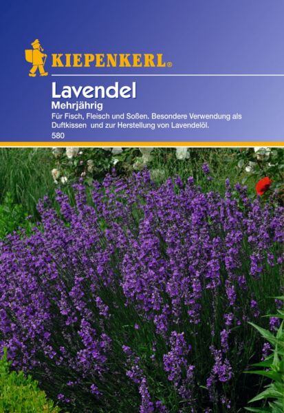 Kiepenkerl Lavendel Mehrjährig