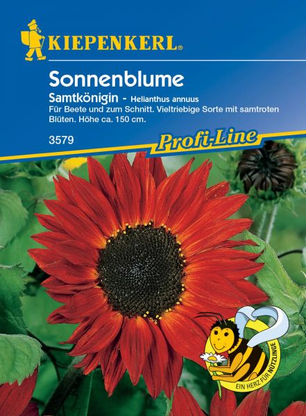 Kiepenkerl Sonnenblume - Samtkönigin - Helianthus annuus