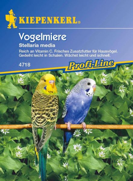 Kiepenkerl Vogelmiere Stellaria media