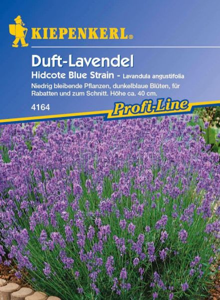 Kiepenkerl Duft-Lavendel
