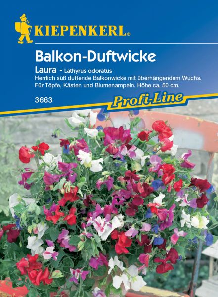 Kiepenkerl Balkon-Duftwicke Laura - Lathyrus odoratus
