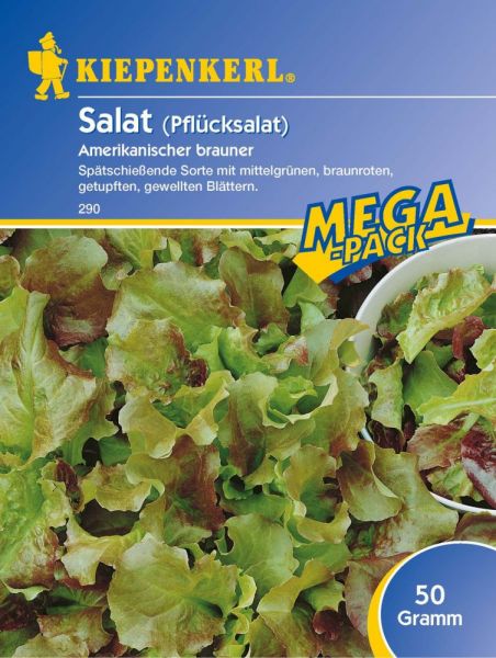 Kiepenkerl Salat (Pflücksalat) Amerikanischer brauner