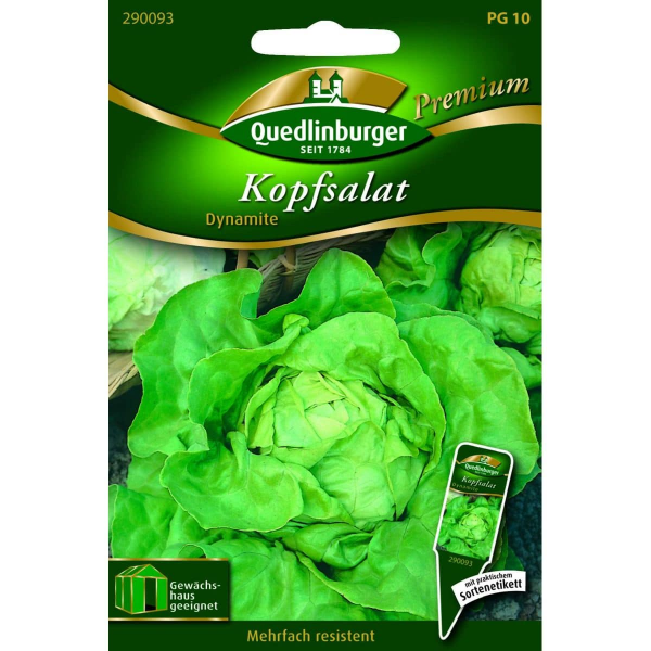 Quedlinburger Saatgut Kopfsalat Dynamite- 290093