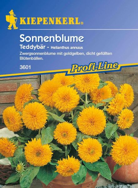 Kiepenkerl Sonnenblume Teddybär - Helianthus annuus