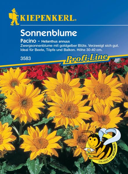 Kiepenkerl Sonnenblume - Pacino - Helianthus annuus