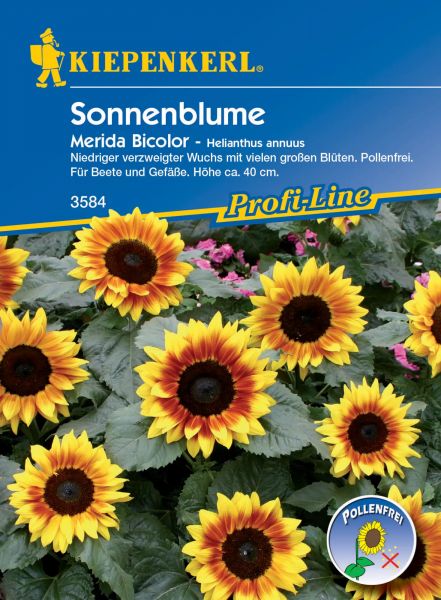 Kiepenkerl Sonnenblume - Merida Bicolor - Helianthus annuus