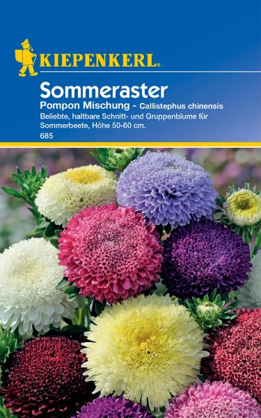 Kiepenkerl Sommeraster Pompon Mischung - Callistephus chinensis