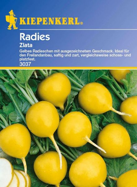 Kiepenkerl Radies Zlata